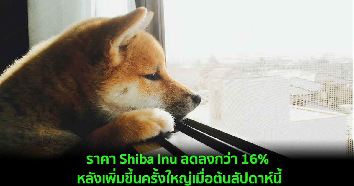 ราคา Shiba Inu ลดลงกว่า 16% หลังจากเพิ่มขึ้นครั้งใหญ่เมื่อต้นสัปดาห์นี้