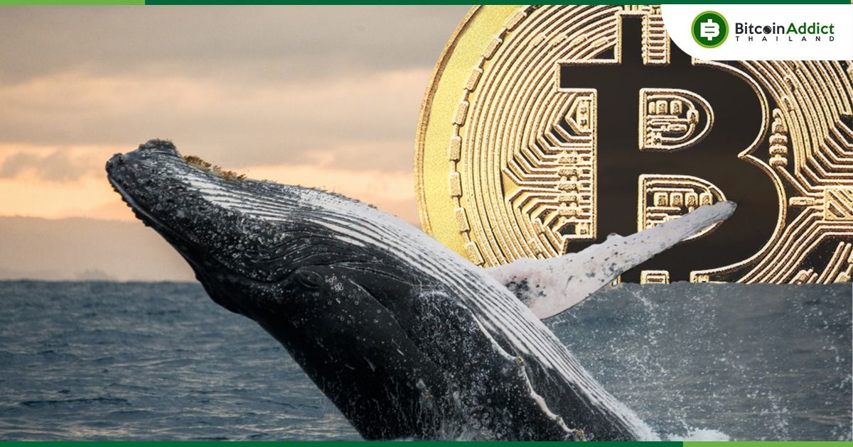 ต้นทุนเฉลี่ยของวาฬ Bitcoins ที่มีมากกว่า 1,000  BTC อยู่ที่ประมาณ $15,800 ตามข้อมูลจาก Glassnode