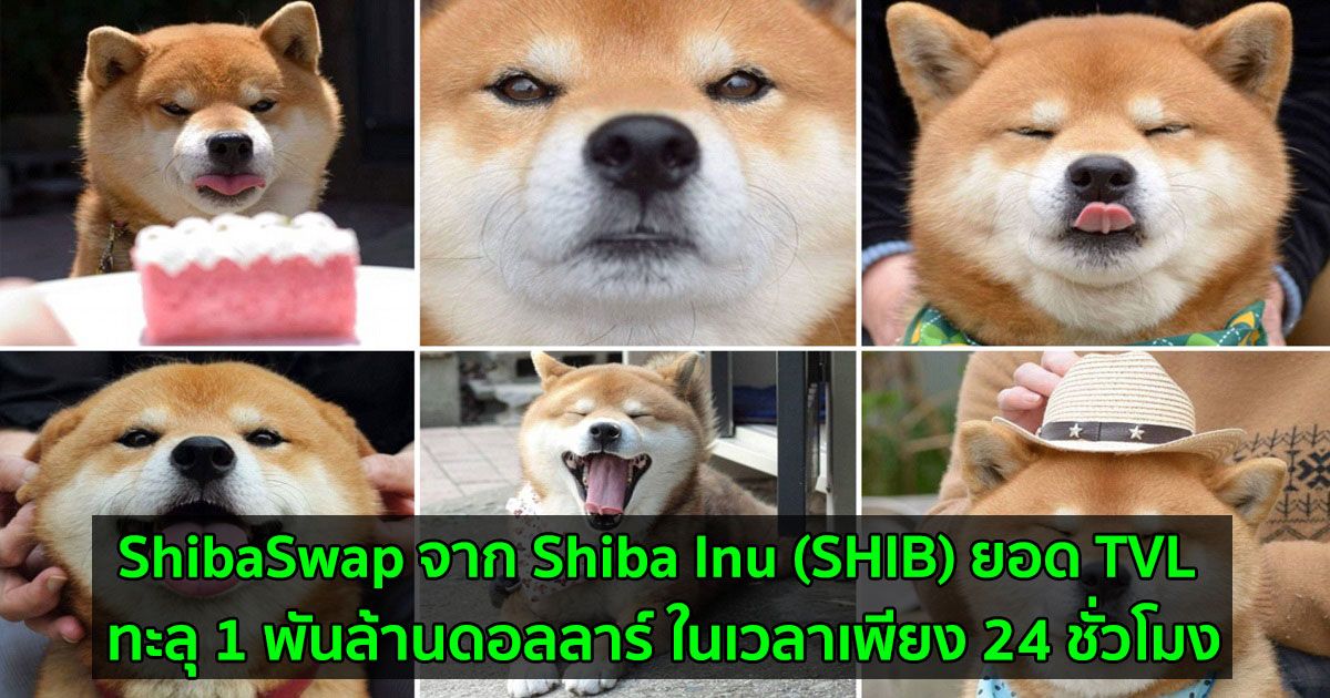 ShibaSwap จาก Shiba Inu (SHIB) ยอด TVL ทะลุ 1 พันล้านดอลลาร์ ในเวลาเพียง 24 ชั่วโมงหลังการเปิดตัว
