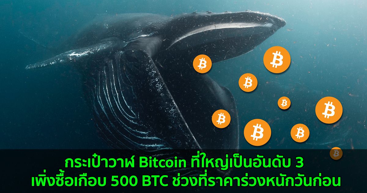 กระเป๋าวาฬ Bitcoin ที่ใหญ่เป็นอันดับ 3 เพิ่งซื้อเกือบ 500 BTC ช่วงที่ราคาร่วงหนักวันก่อน