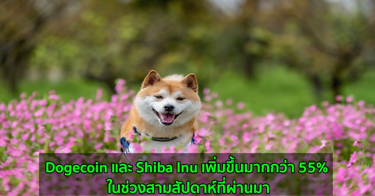 Dogecoin และ Shiba Inu เพิ่มขึ้นมากกว่า 55% ในช่วงสามสัปดาห์ที่ผ่านมา