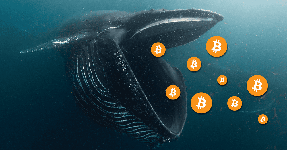 จำนวนวาฬที่เก็บ Bitcoin ไว้มากกว่า 1,000 BTC เพิ่มขึ้นเป็น 2 เท่า  ในรอบ 2 ปี