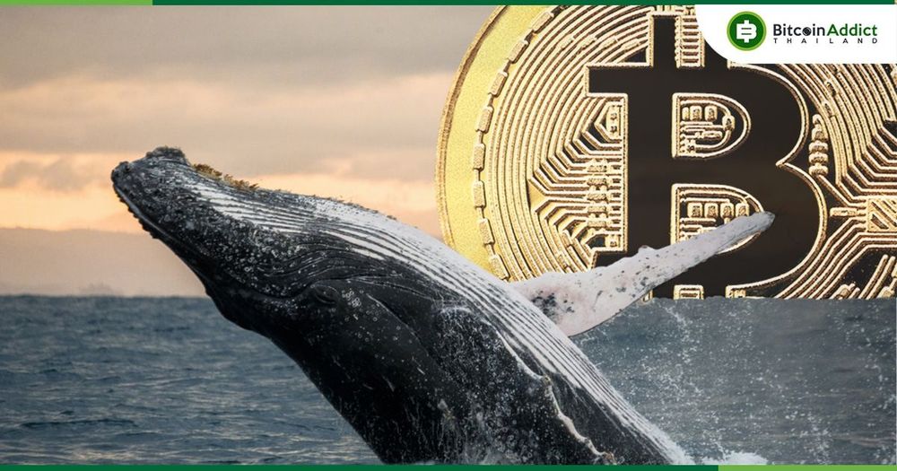 ต้นทุนเฉลี่ยของวาฬ Bitcoins ที่มีมากกว่า 1,000  BTC อยู่ที่ประมาณ $15,800 ตามข้อมูลจาก Glassnode
