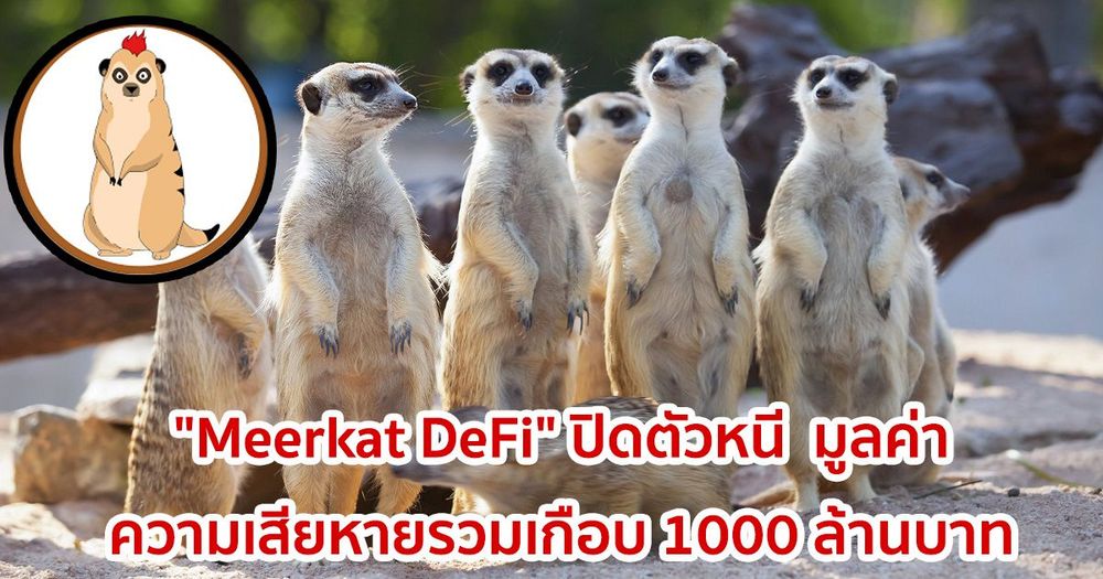 โครงการ DeFi  "Meerkat DeFi" ปิดตัวหนี  มูลค่าความเสียหายรวมเกือบ 1000 ล้านบาท