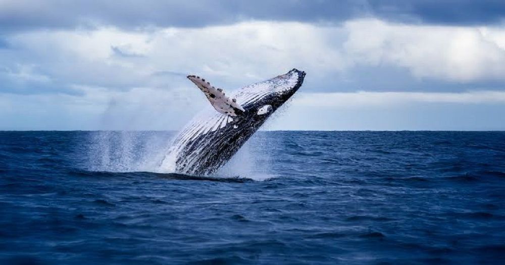 "เหล่า Whale กำลังซื้อ Ethereum สะสมจำนวนมาก" รายงานจาก Santiment