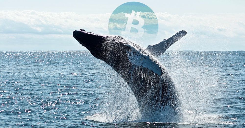 จำนวนวาฬ Bitcoin เพื่มสูงเป็นประวัติการณ์  บ่งบอกว่า BTC ยังอยู่ในช่วงสะสม