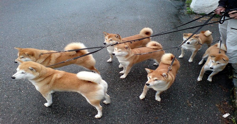 "การปั้ม Dogecoin ด้วย TikTok เหมือนจะจบลงแล้ว" ผู้บริหาร OKCoin กล่าว