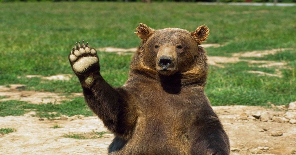 "ตลาดหมี Bitcoin นั้นโหดเหี้ยม ชอบเขมือบพวก weak hands แถมยังชอบทดสอบผู้ที่ศรัทธามันด้วย"  นักวิเคราะห์ กล่าว