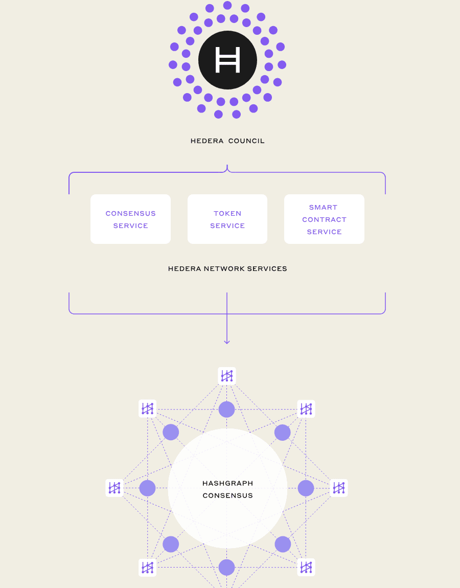 ผังโครงสร้าง Hedera Council to Network Services to Mainnet จาก hederacouncil.org